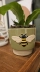 Vaso Cachepot Cerâmica Verde Honey Bee Abelha 12X13,3X14,3Cm