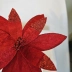 Flor De Natal Em Tecido Poinsetia Vermelha Luxo 28Cm